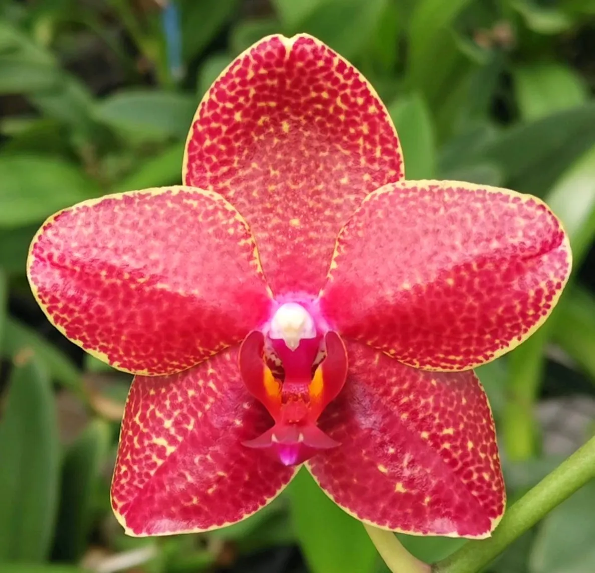 P. Profar Sun Flower