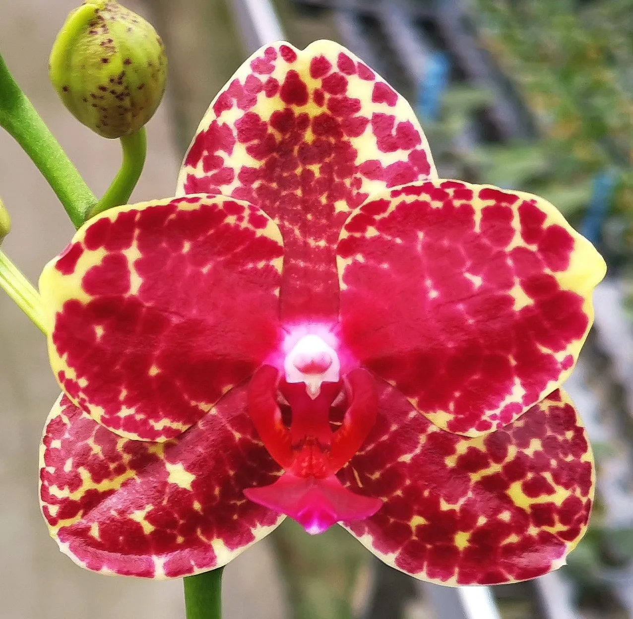 P. Profar Ruby Stars