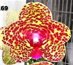 P. Profar Sesame