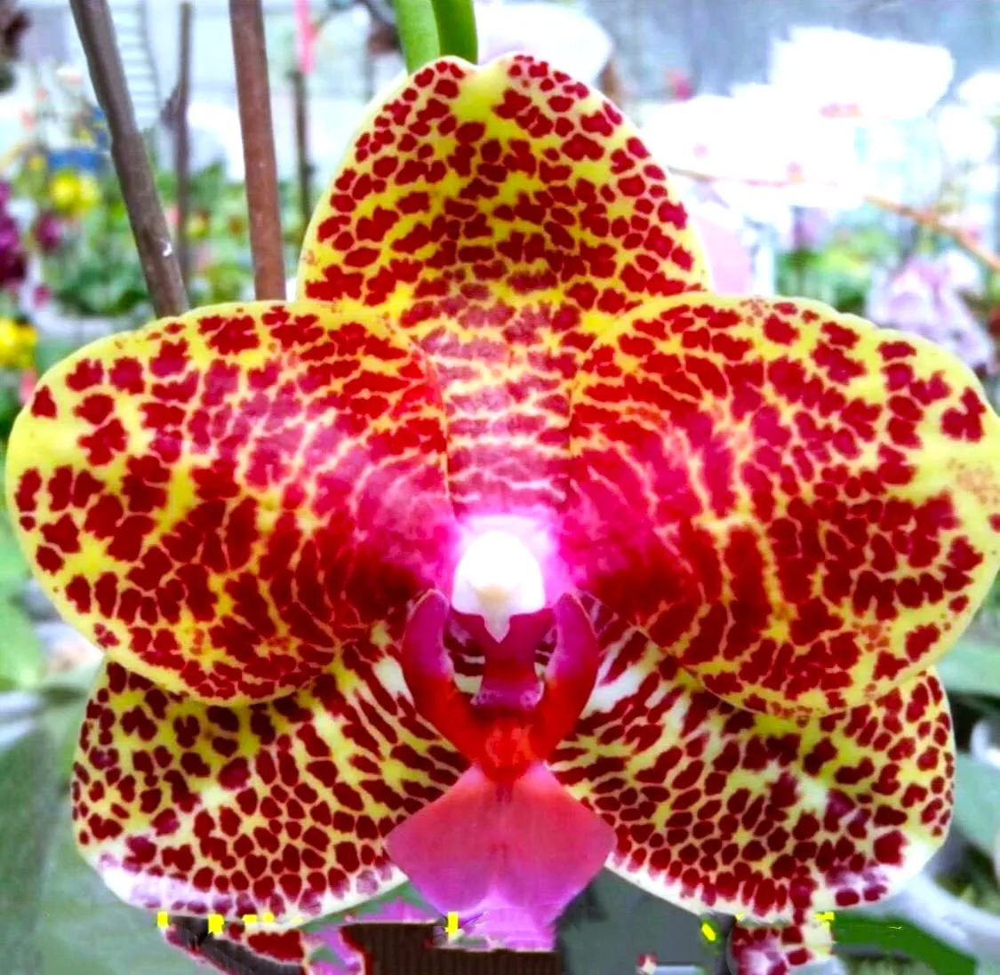 P. Profar Floral Kiss