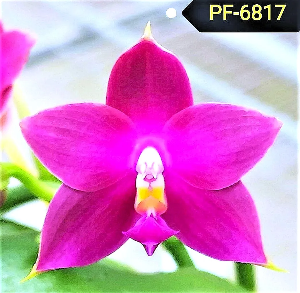 P. Profar Purple Pink