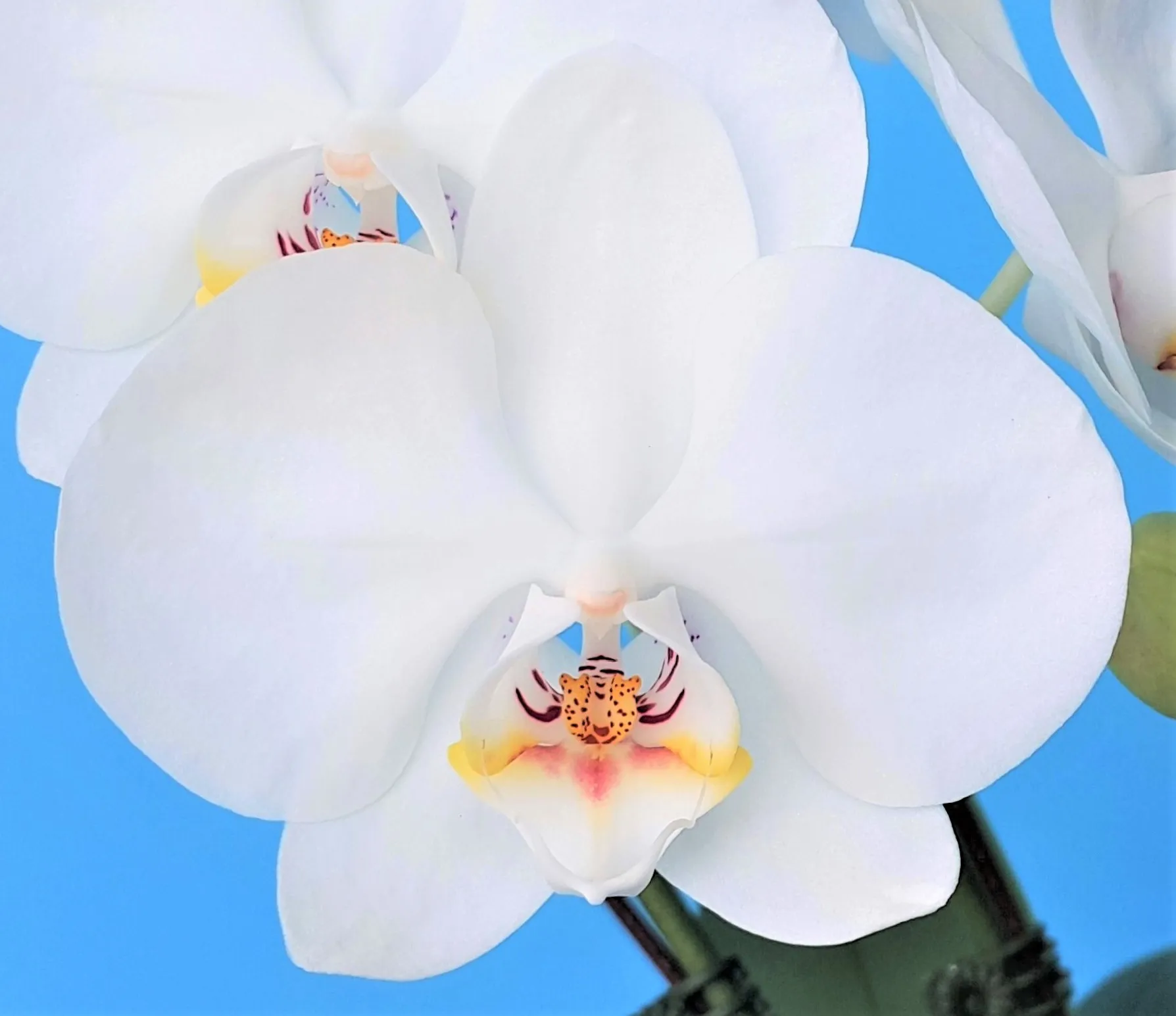 P. Profar Snow Cherry