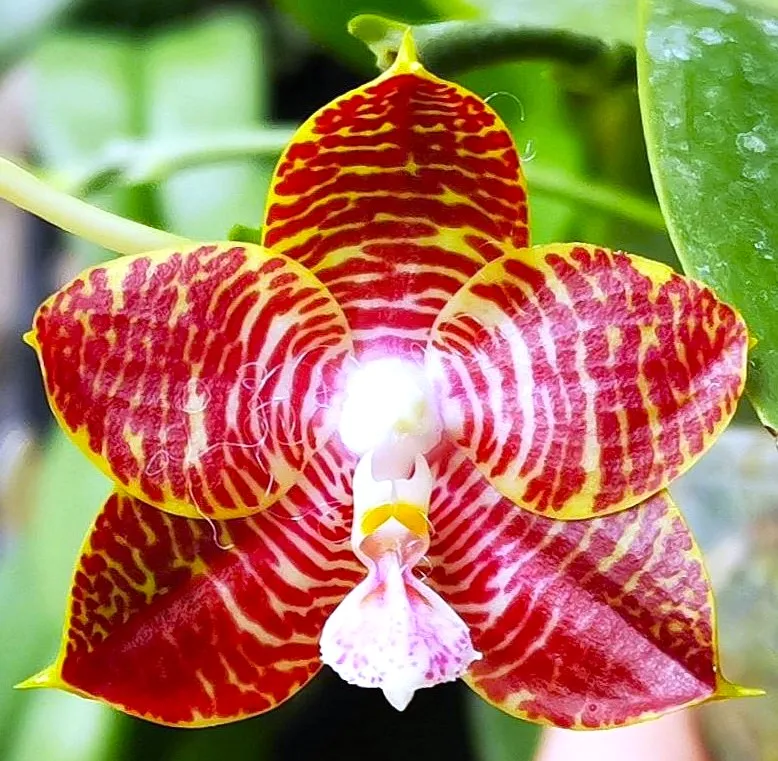 P. Profar Flora Love