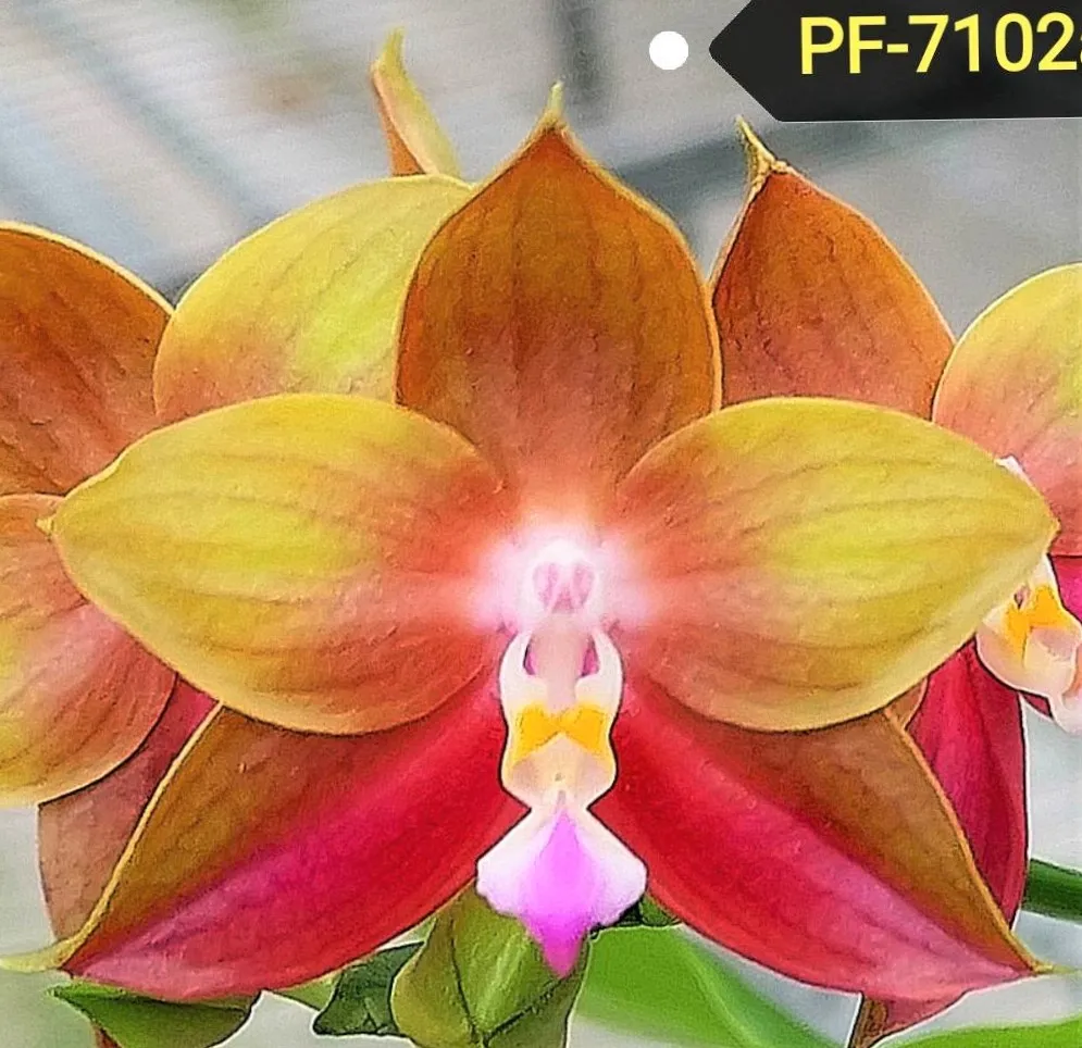 P. LD's Beauty King 'Profar'