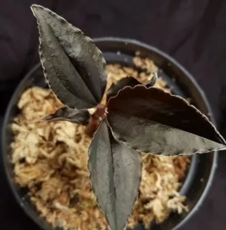 Odontochilus elwesii