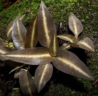 Cheirostylis griffithii