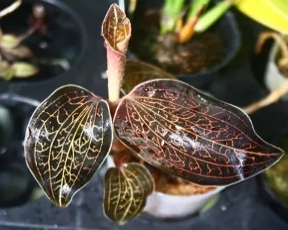 Anoectochilus burmannicus