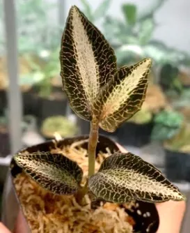 Anoectochilus lobbianus