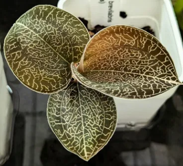 Anoectochilus brevilabris (sikkimensis)