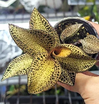 Anoectochilus roxburghii 'Gold VeinType'