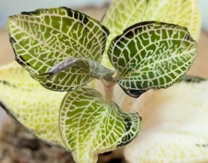 Anoectochilus roxburghii 'Gold VeinType' (heavy variegated)