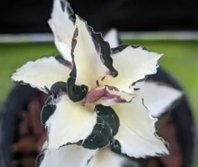 Anoectochilus formosanus 'variegated'