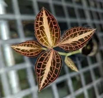 Anoectochilus albolineatus 'variegated'
