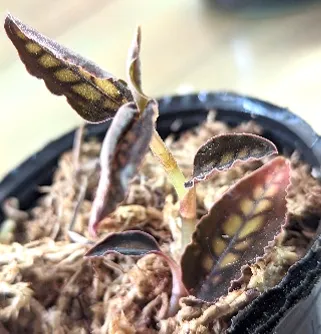 Cystorchis stenoglossa