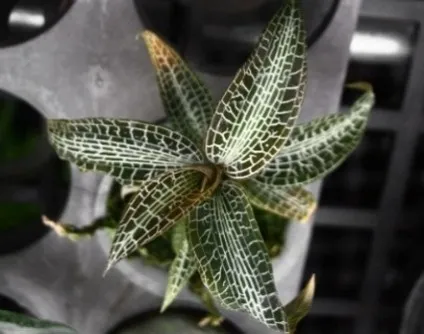 Goodyera hispida