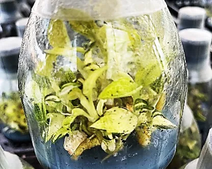 Macodes petola (heavy variegated)