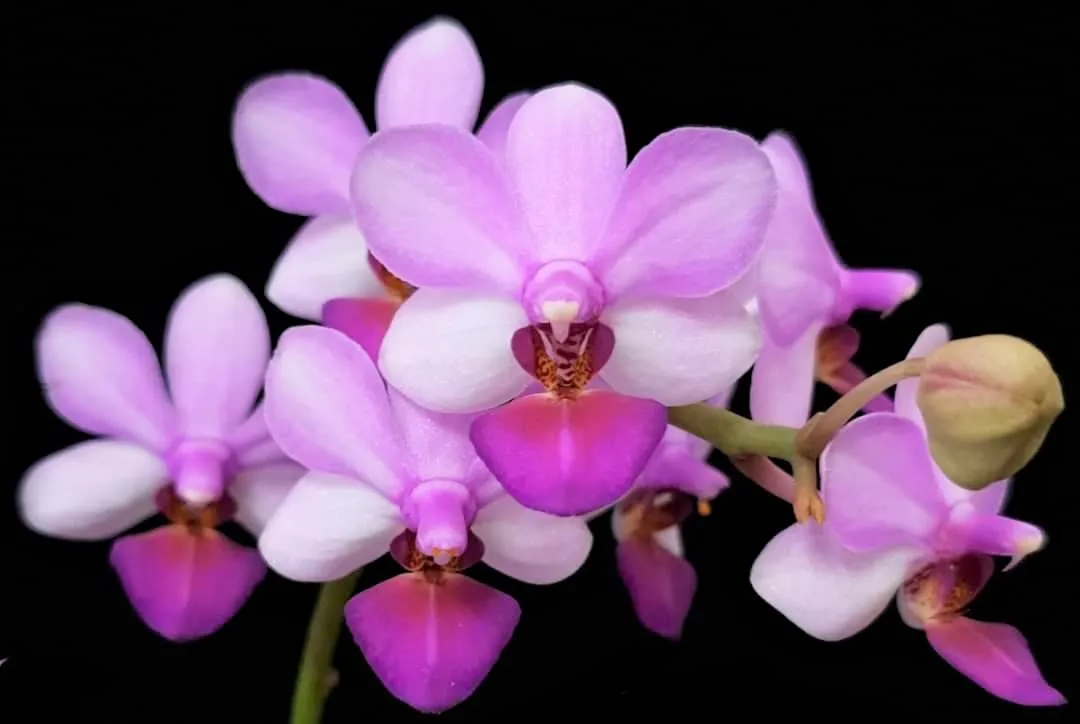 P. Liu's Berry Trinity