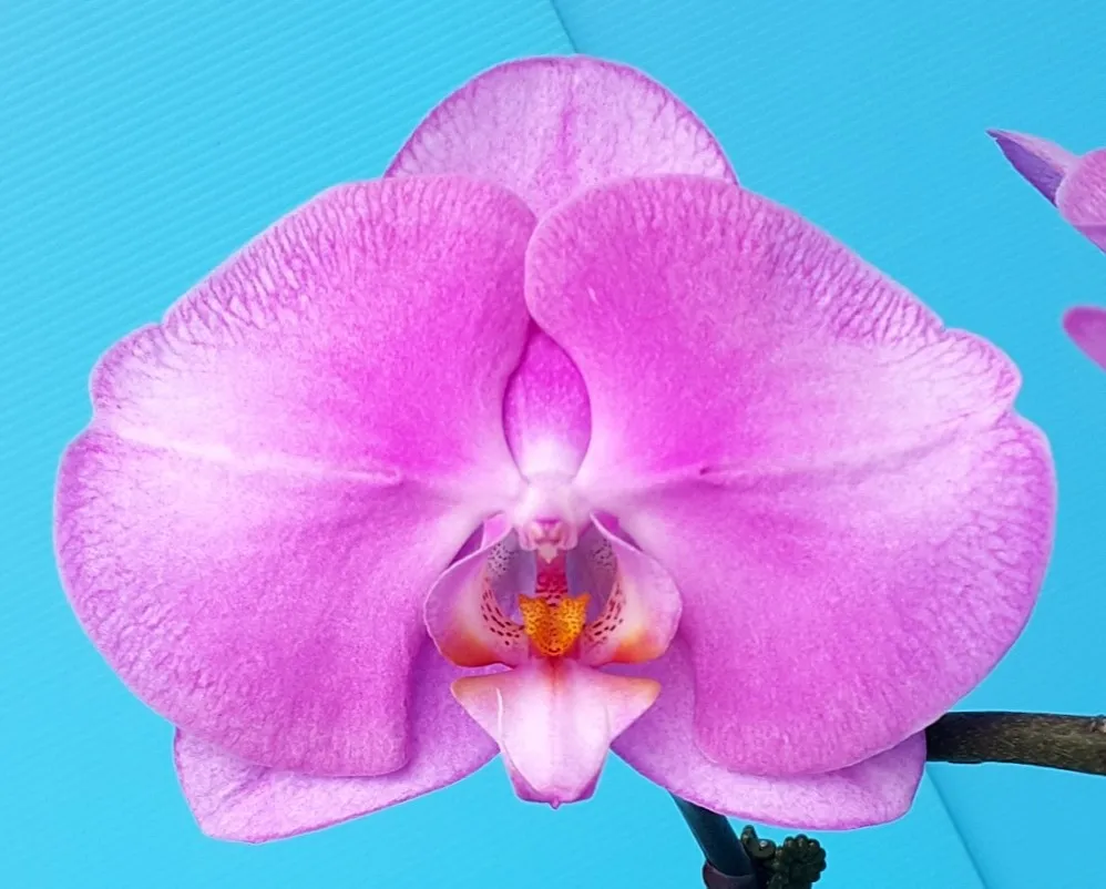 P. Profar Andromeda