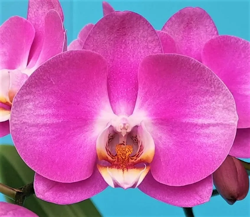 P. Profar Solar Queen