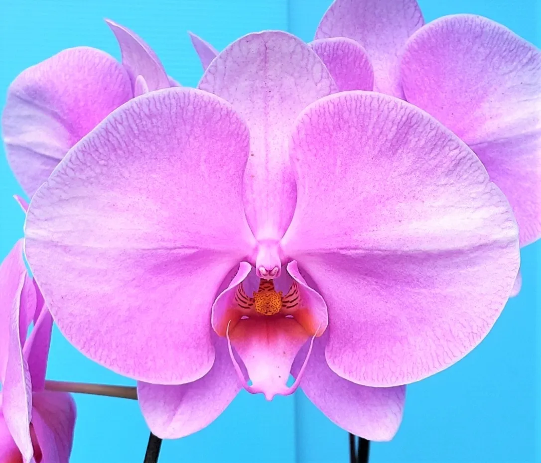 P. Profar Summer Beauty