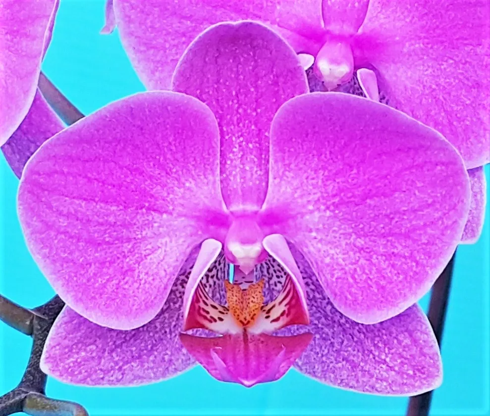P. Profar Pink Butterfly