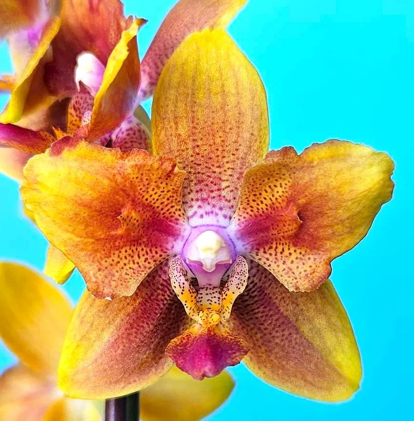 P. Profar Brown Smile