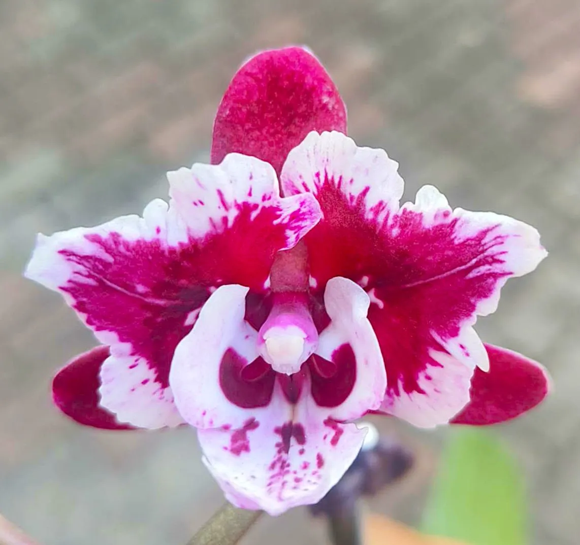 P. Profar Your Smile