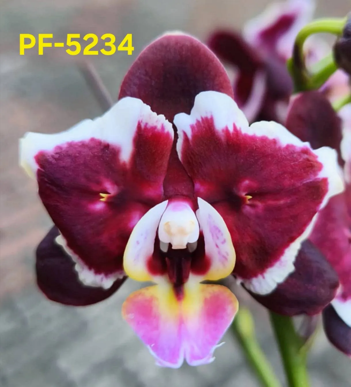 P. Profar Floral Smile