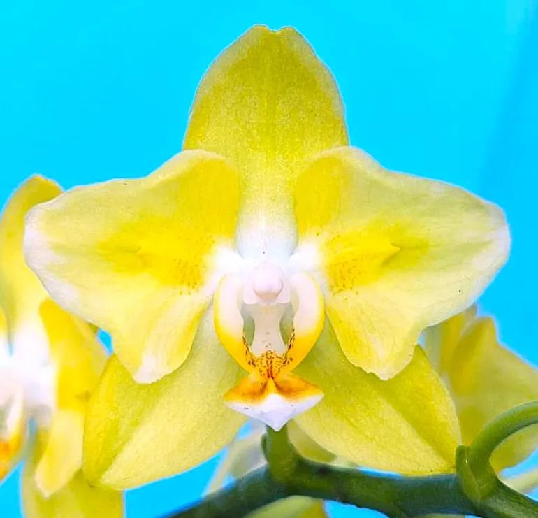 P. Profar Golden Smile