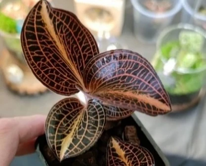 Anoech.sp 'Nan Red Vein' x Anoech. siamensis 'White Center'