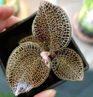 Anoectochilus roxburghii x Anoectochilus cv. ex Ukraine
