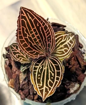Anoectochilus albolineatus 'Lady’s Best Friend'