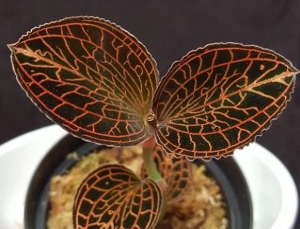 Anoectochilus albolineatus ‘Ladie's best friend’