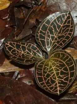 Anoectochilus Reinwardtii