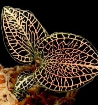 Anoectochilus Hybrid 'Rose Gold'
