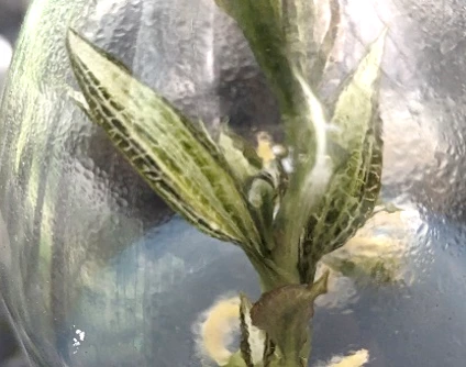 Goodyera hispida (heavy variegated)