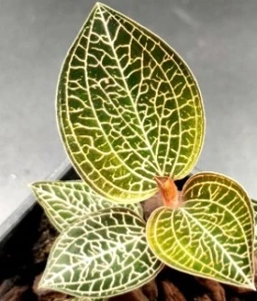 Ludisia discolor x Anoectochilus cv. ex Ukraine