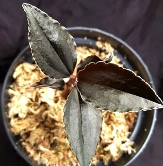 Odontochilus elwesii (MC)