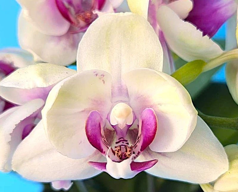 P. Profar Silent White