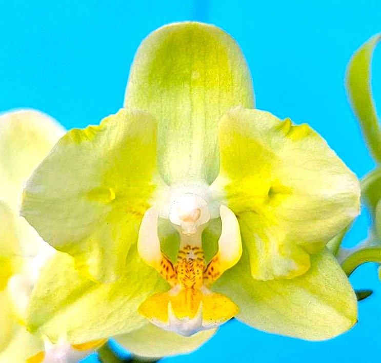 P. Profar Silent Gold