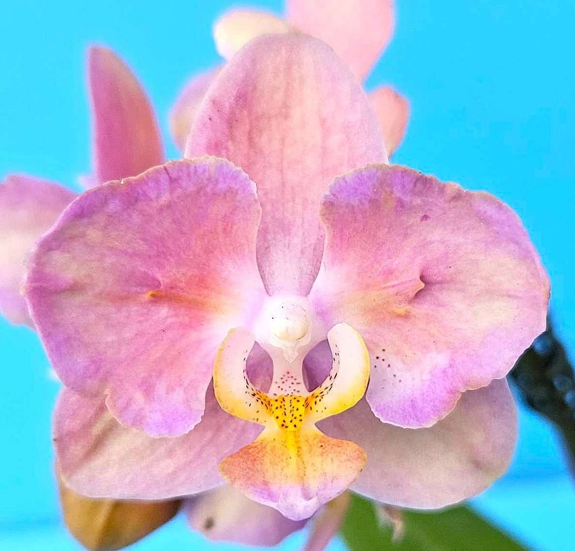 P. Profar Pink Flora