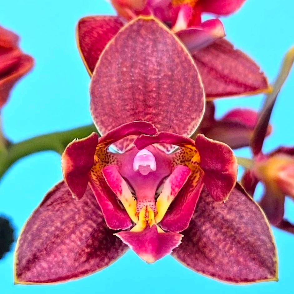 P. Profar Sweet Rose