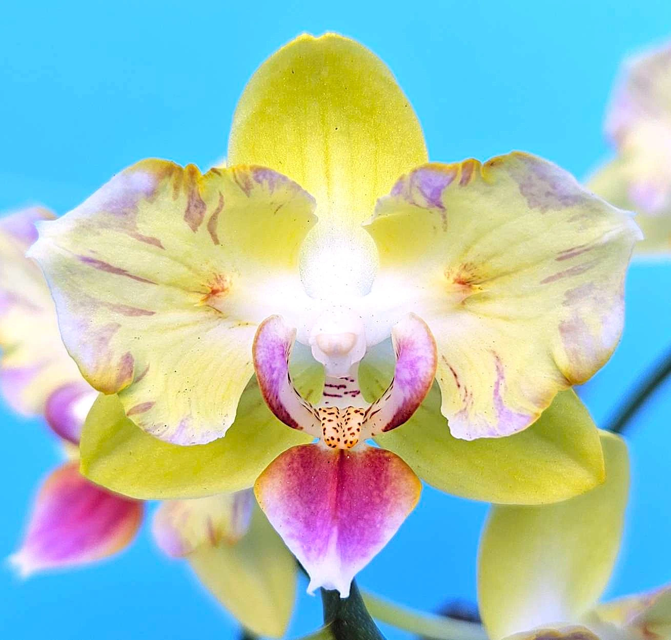 P. Profar Melody Heart