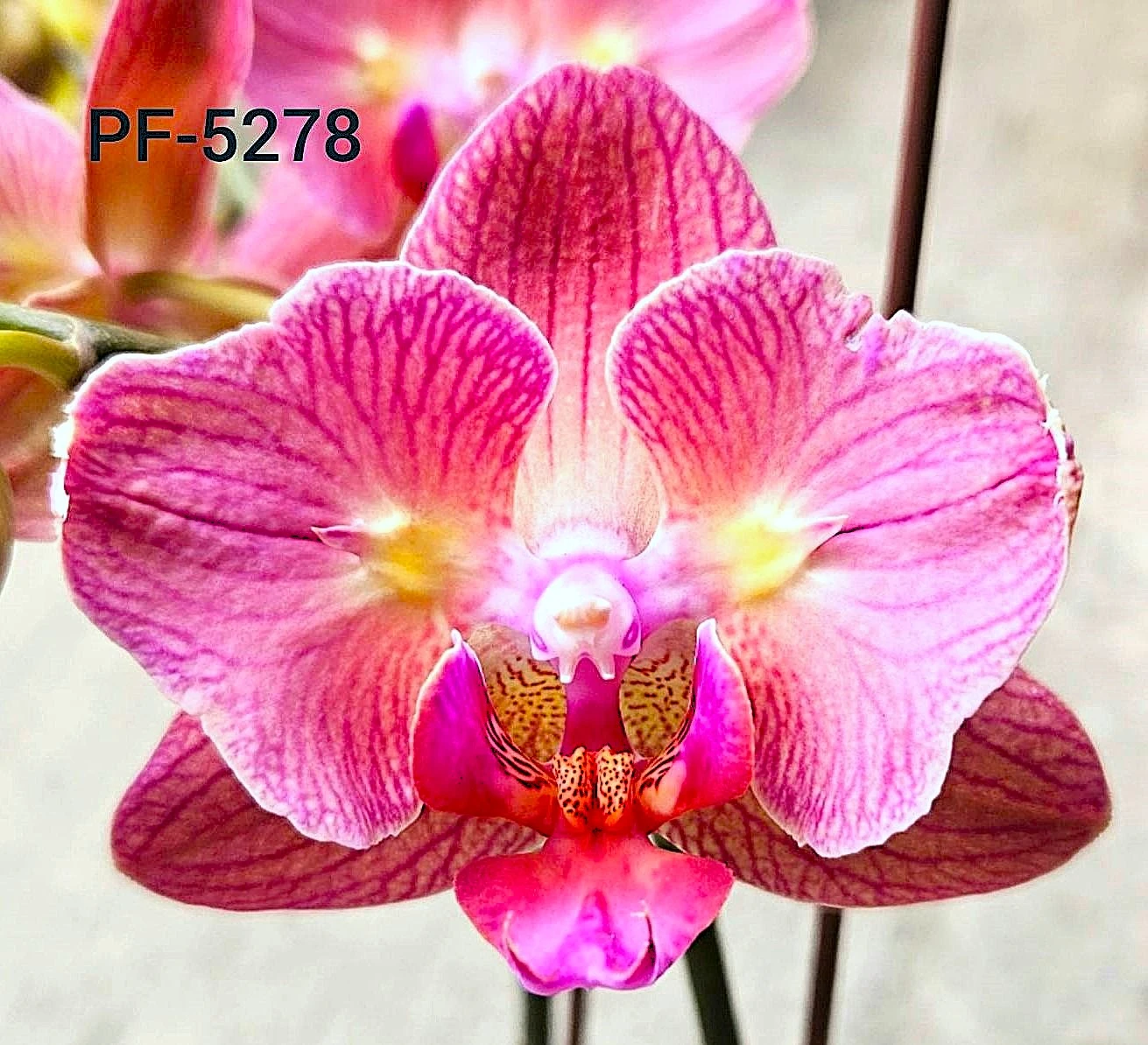 P. Profar Golden Orange