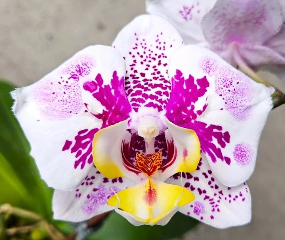 P. Acker's Sweetie 'ES'