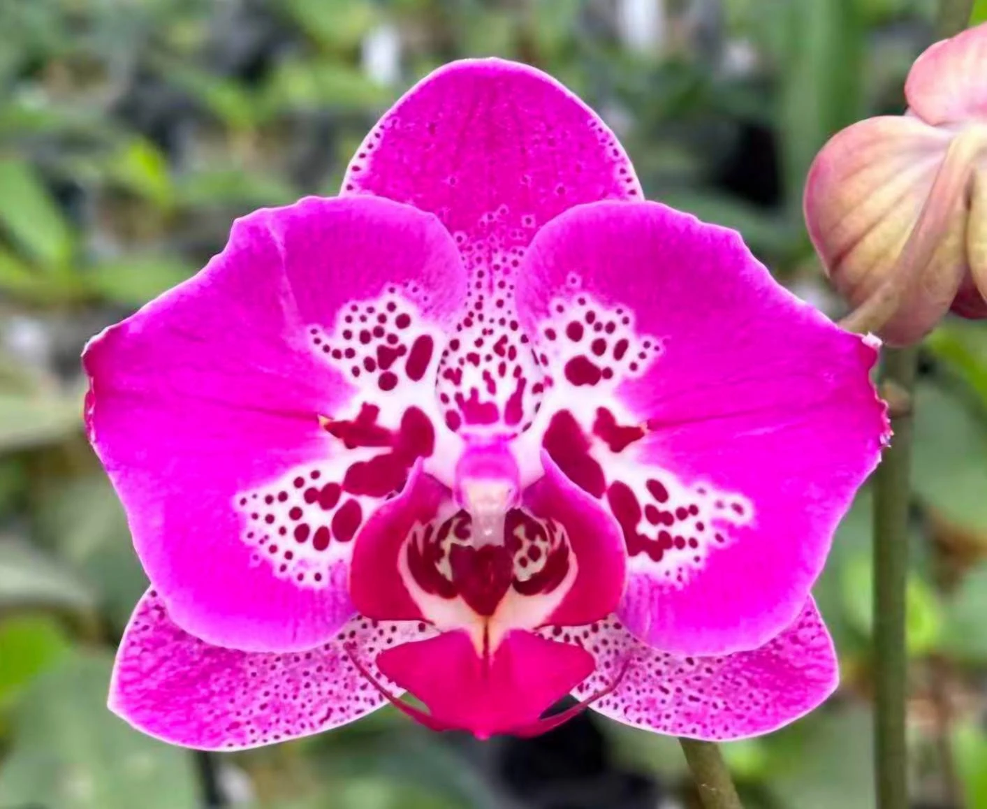 P. Five Lotteris