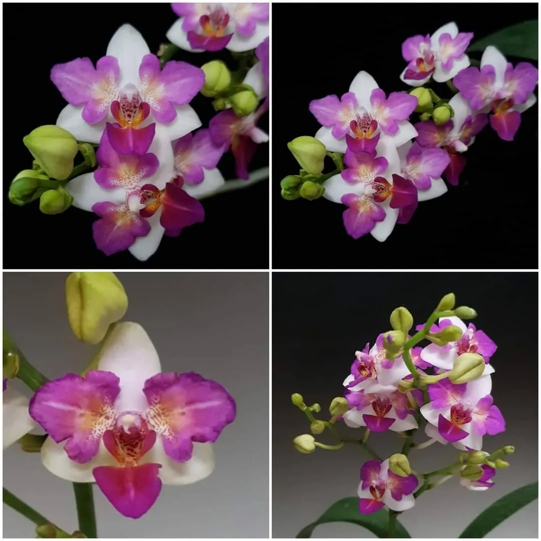 Liu's Berry Trinity 'Peloric'