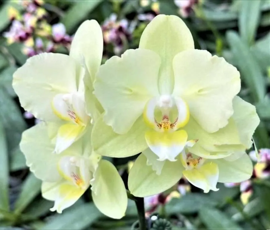 Profar Green Jade