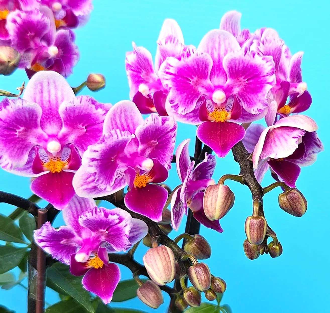 Profar Pink Flakes