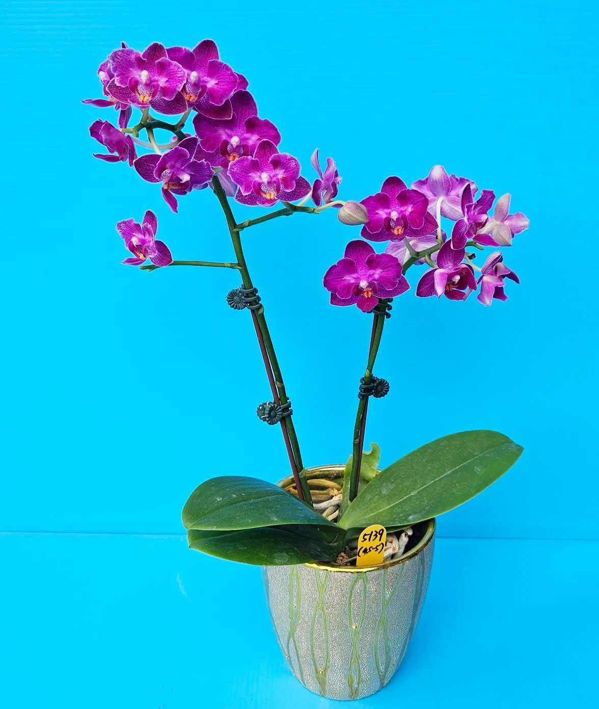 Profar Purple Heart